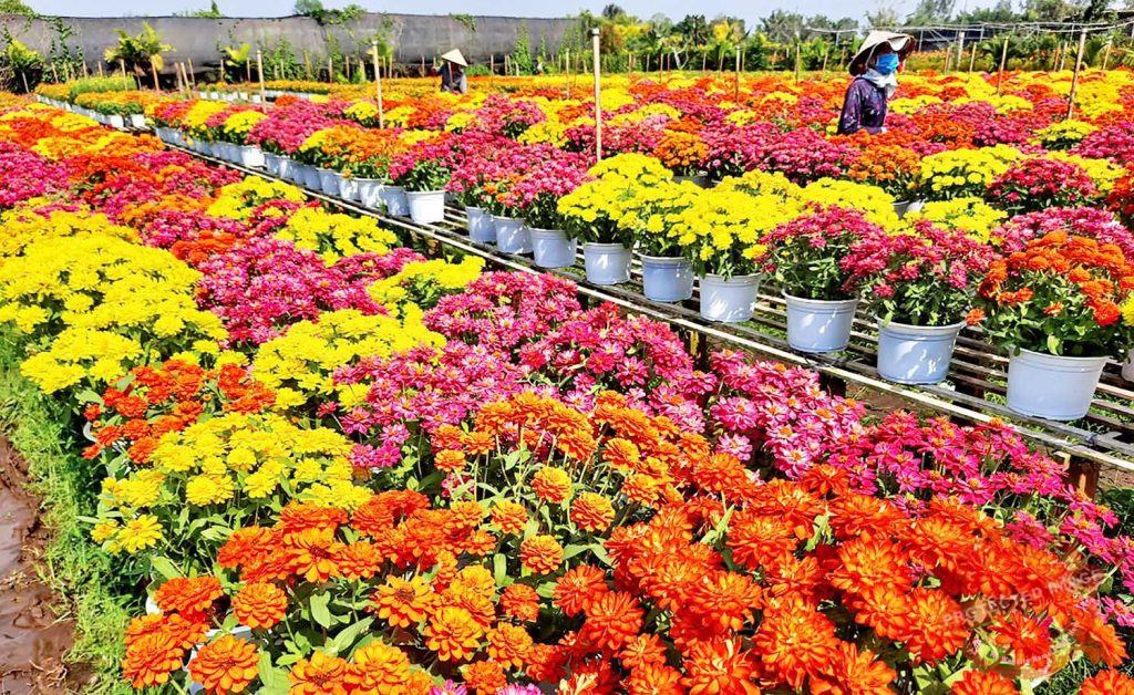 Thảm hoa sắc mầu ở Sa Đéc