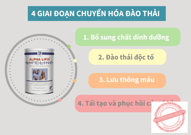 4 giai đoạn chuyển hóa cơ thể khi sử dụng sữa alpha lipid