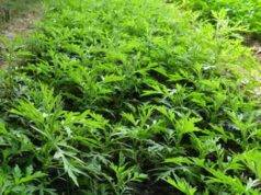 🌿 7 tác dụng tuyệt vời của ngải cứu đối với sức khỏe